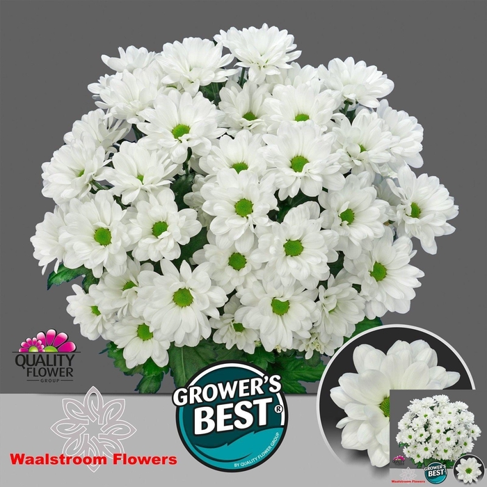 <h4>CHR T ILONKA</h4>