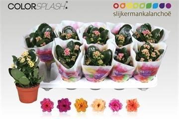 <h4>KAL GE GEM 6 KL</h4>