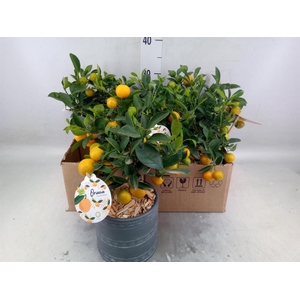 Arr.   Kamerplant Groen L%