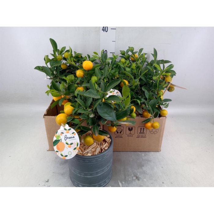 <h4>Arr.   Kamerplant Groen L%</h4>