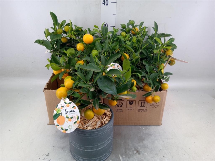 <h4>Arr.   Kamerplant Groen L%</h4>