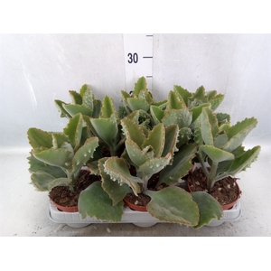 Kalanchoe NF beharensis