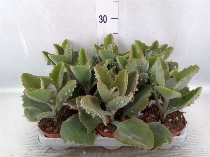 Kalanchoe NF beharensis