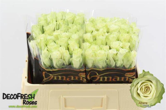 <h4>R Gr Athena Omang</h4>