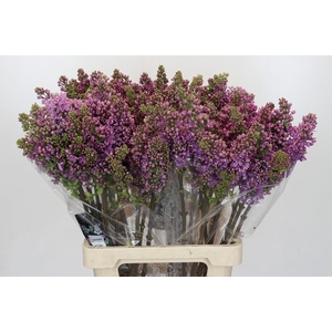 Lilac Vulg Ruhm Von Horstenstein