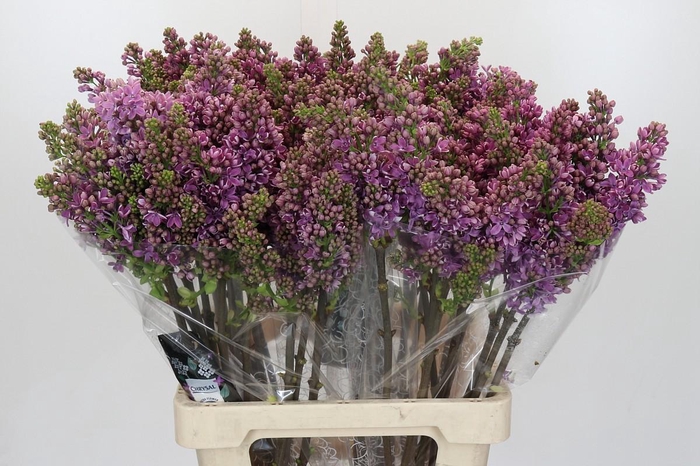 <h4>Syringa Vulg Ruhm Von Horstenstein</h4>