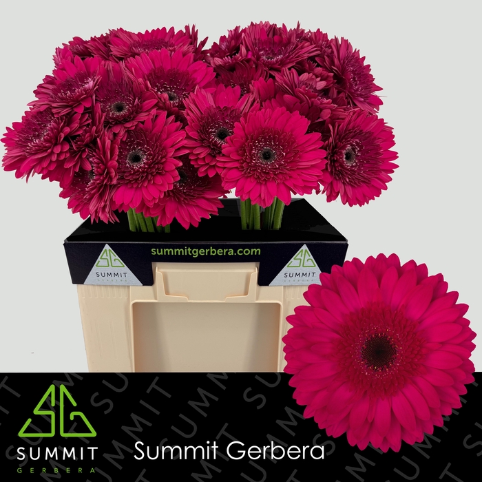 <h4>Gerbera Martini Water</h4>