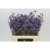 Limonium Maine Blue