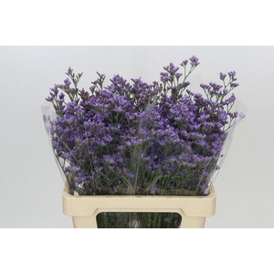 Limonium Maine Blue
