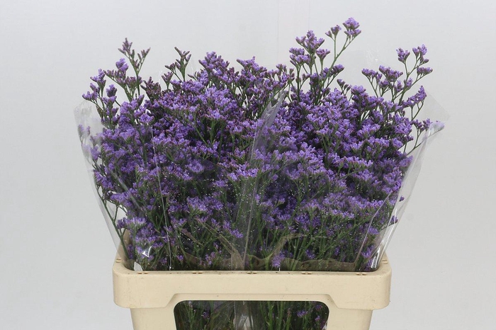 <h4>Limonium Maine Blue</h4>