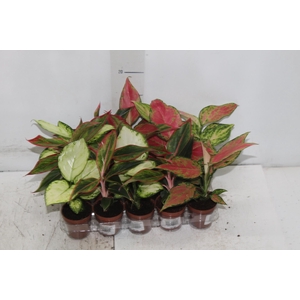 AGLAONEMA VARIADA P06