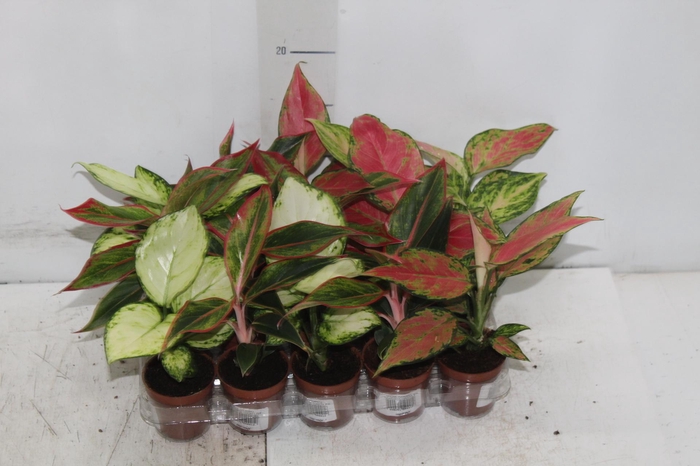 <h4>AGLAONEMA VARIADA P06</h4>