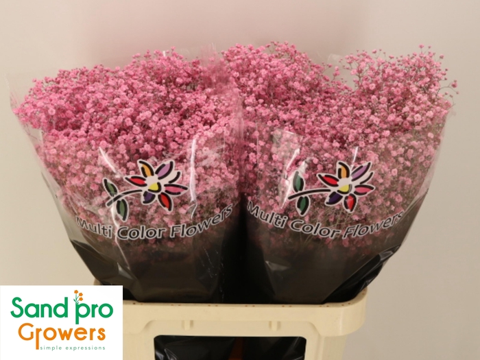 <h4>GYPS KLB H%</h4>