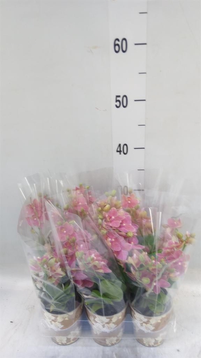 <h4>Phalaenopsis multi.   ...orange</h4>