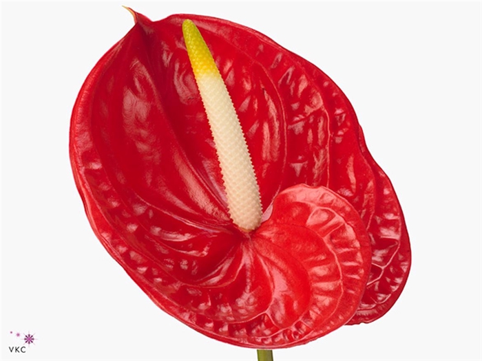 <h4>Anth A Tropical</h4>