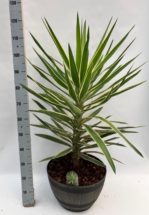 <h4>YUCCA  PUCK</h4>