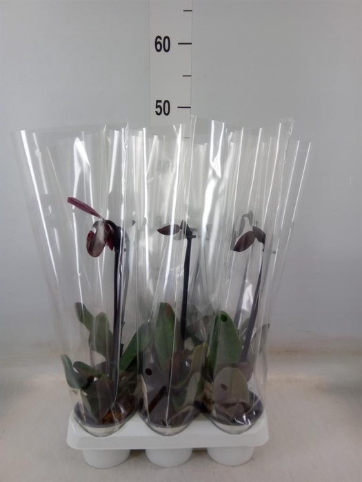 <h4>Paphiopedilum   ...</h4>