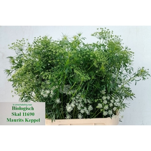 AMMI MAJUS