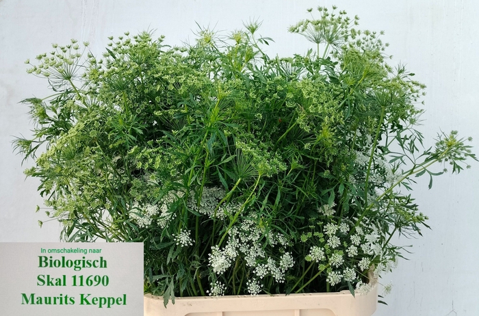 <h4>AMMI MAJUS</h4>