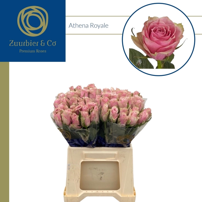 <h4>R GR Ath Royal JG40</h4>