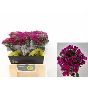 DI BARB KIWI FUCHSIA