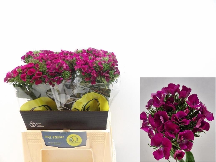 <h4>DI BARB KIWI FUCHSIA</h4>