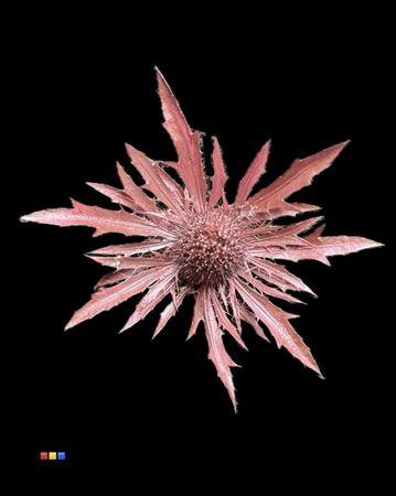 Eryngium Metallic Pink