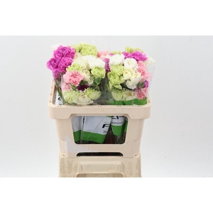 Di St Rainbow Pastel 50cm