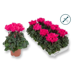 Cyclaam-XL-ROZE