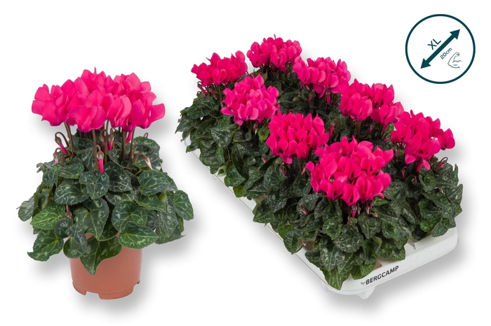 <h4>Cyclaam-XL-ROZE</h4>