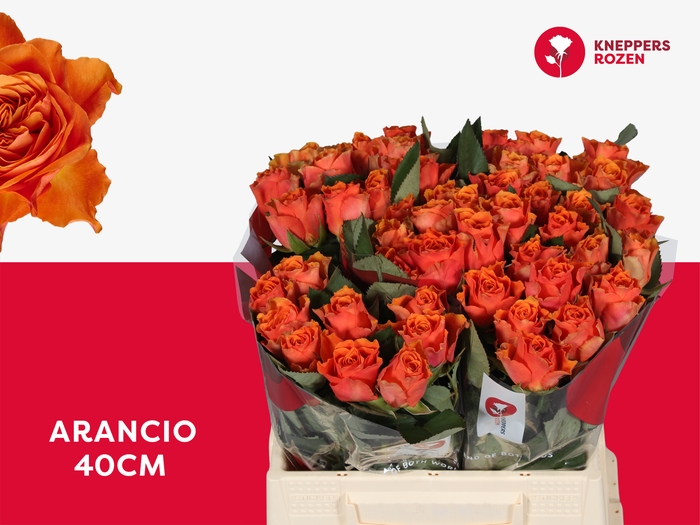 <h4>R GR ARANCIO@ 40</h4>