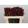 Leucadendron Blush Spray