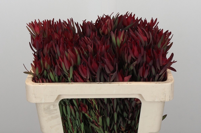 <h4>Leucadendron Blush Spray</h4>