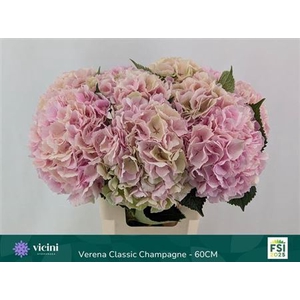 Hydr M Ch Verena Cl