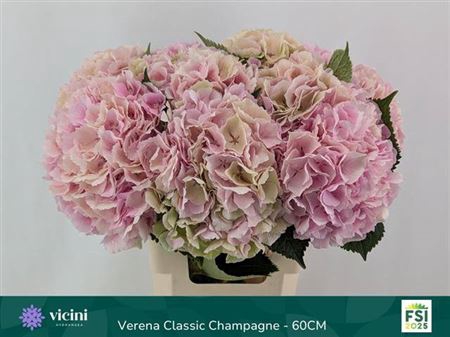 <h4>Hydr M Ch Verena Cl</h4>