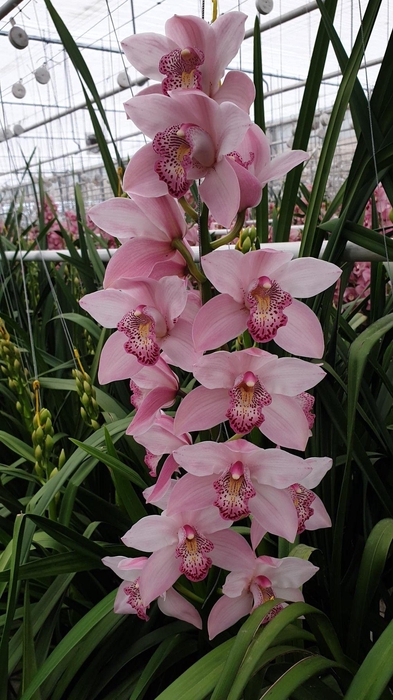 <h4>CYMB T CINDY 80 CM</h4>