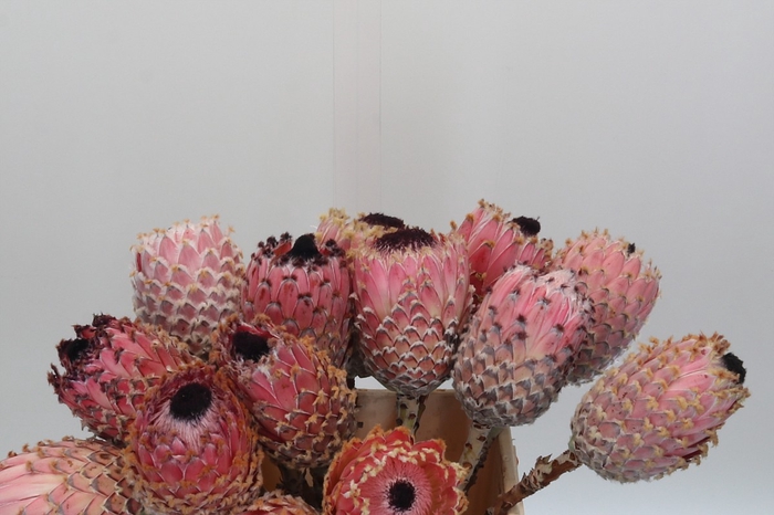 Protea Barbigera No leaves