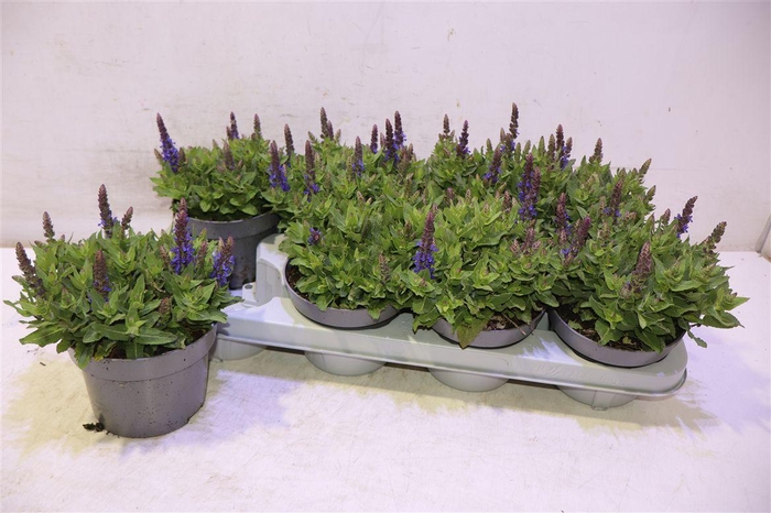 <h4>Salvia Ne Se Dp Blue</h4>