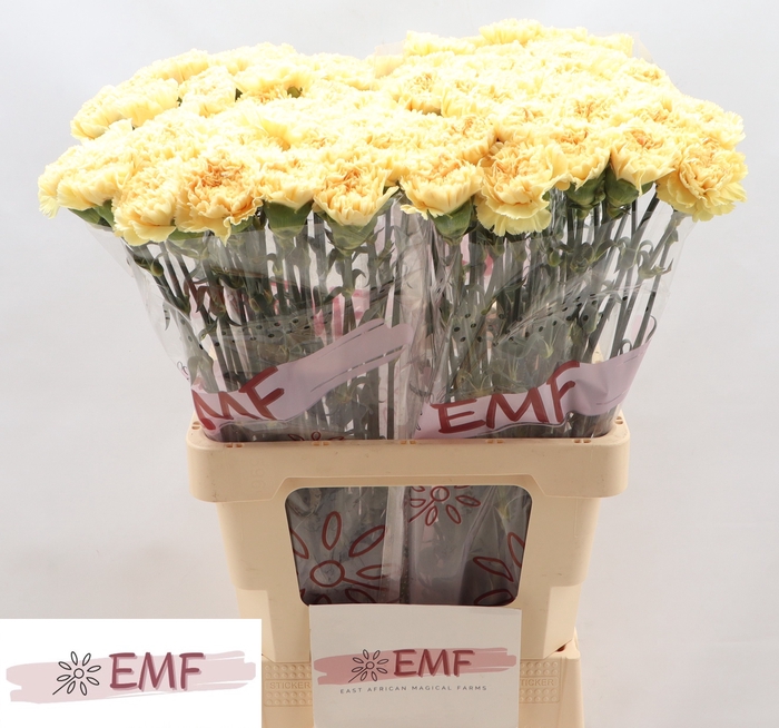 <h4>DI ST NATALIA</h4>