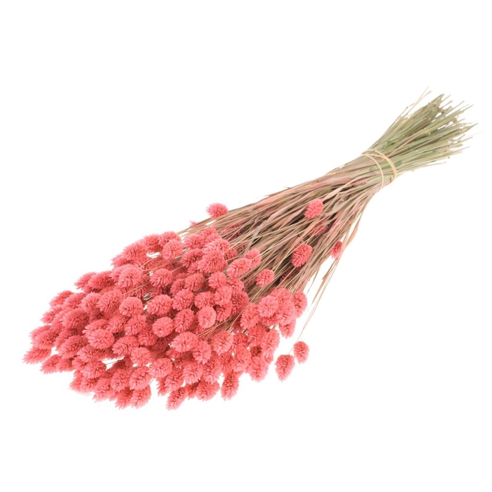 <h4>Phalaris Pink</h4>