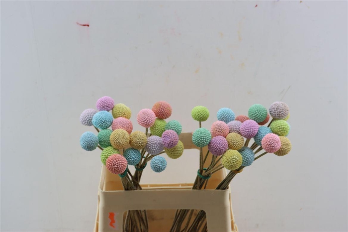 Craspedia Tinted Easter Mix