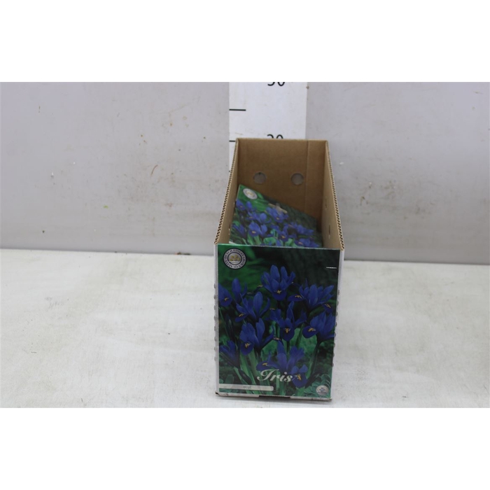 <h4>Bol Iris Reticulata Blue 10 Zakjes X15</h4>