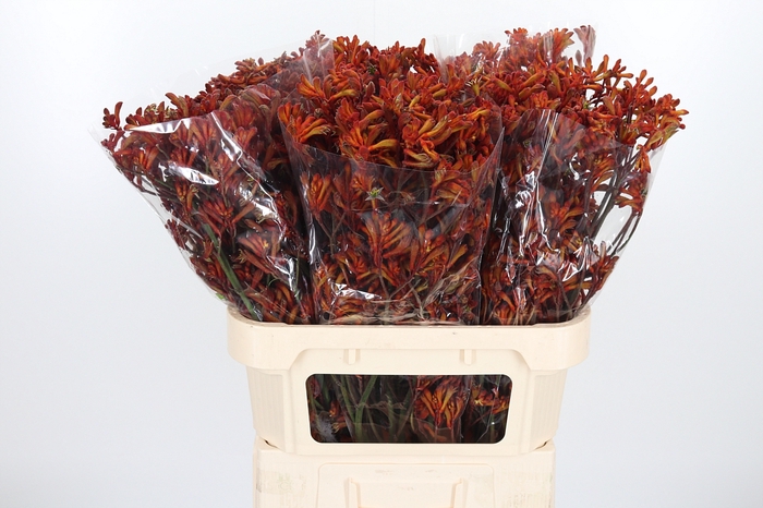 <h4>Anigozanthos Golden Girl</h4>