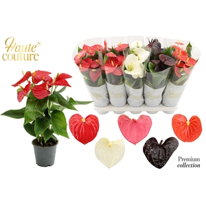 Anthurium 12 cm 5 color Autumn mix in Haute Couture sleeve