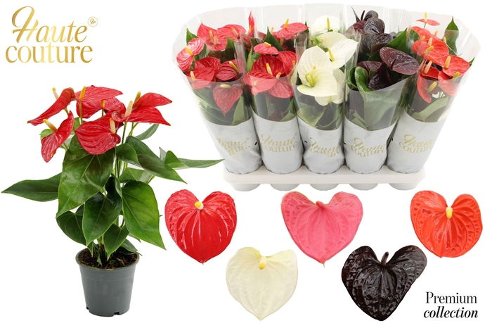 <h4>Anthurium 12 cm 5 color Autumn mix in Haute Couture sleeve</h4>