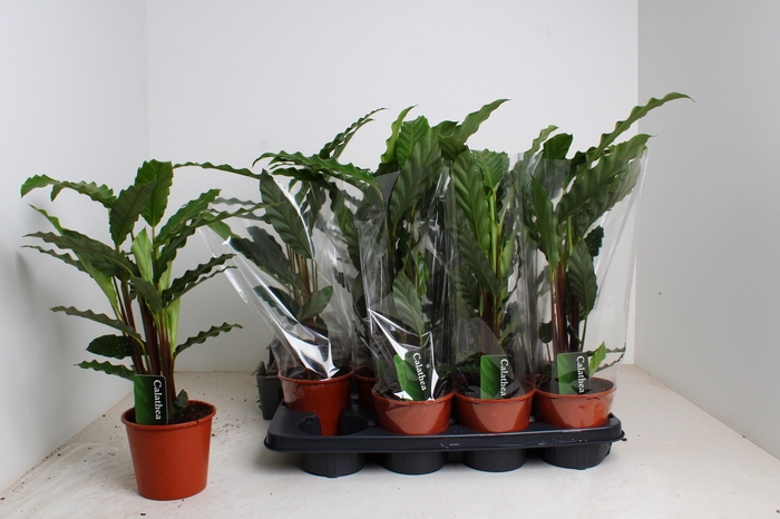 <h4>CALAT RUF TROPISTAR</h4>