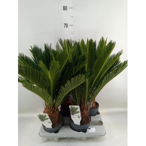Cycas revoluta