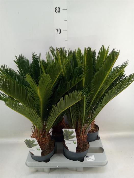 <h4>Cycas revoluta</h4>
