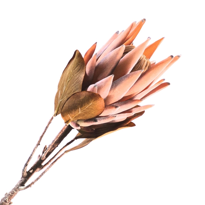 Protea Spray Brown DE990002BRN