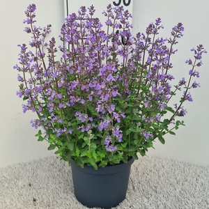 Nepeta Purrsian Blue P19